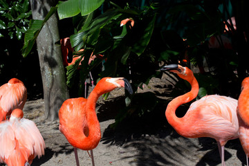 Beautiful flamingos in the park. Orlando Florida.