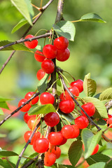 Cueillette cerises vallée de Seine, variété montmorency