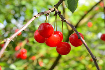 Cueillette cerises en vallée de Seine, variété montmorency