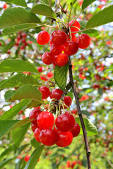 Crises en vallée de Seine, variété montmorency acidulée pour eau-de-vie