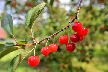 Cueillette cerises en vallée de Seine, variété montmorency acidulée pour eau-de-vie