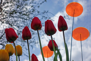 Shot of red and yellow tulip flowers against blue sky