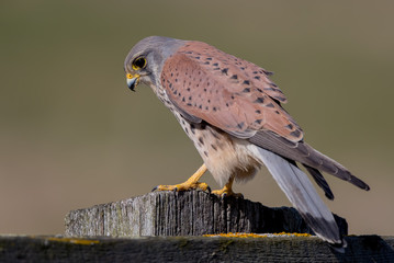 Kestrel Perched