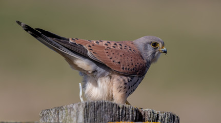 Kestrel Perched