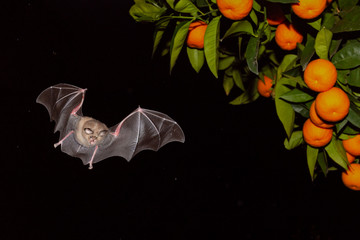 Obraz na płótnie Canvas Bat and Orange tree