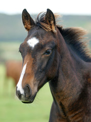 Horse Head Shot