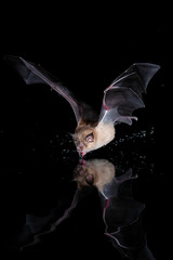 Obraz premium Greater Horseshoe Bat