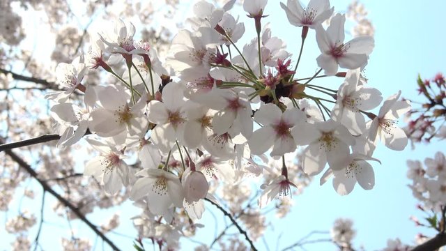 満開の桜 ソメイヨシノと青空 4K / Cherry blossoms, Sakura with the blue sky