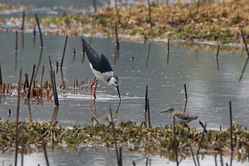 bird in water