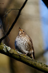 a singing thrush on a branch in a forest against blurred background