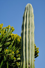 Big green cacti against blue sky