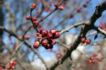 Flower bud on a tree branch.