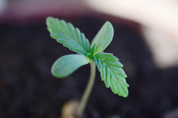 Marijuana seedling, macro photography. Natural lighting of of small cannabis sprout. 