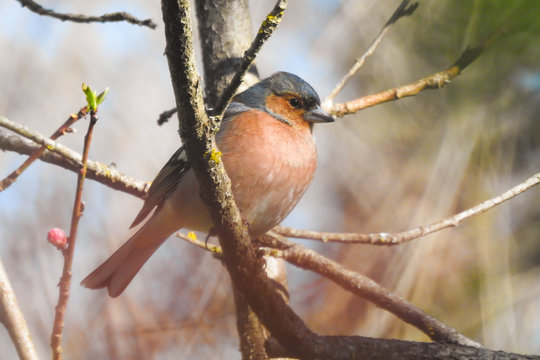 fringuello (Fringilla coelebs) maschio,ritratto su ramo