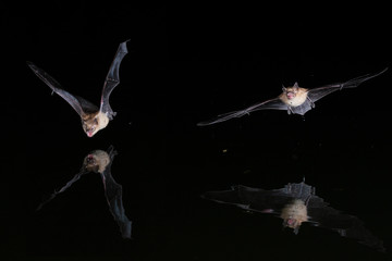 Two bats drinking