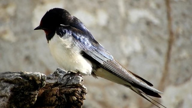 Hirundo rustica