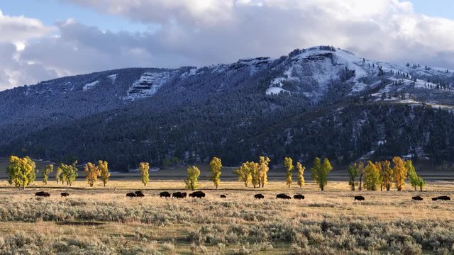 autumn shot of a bison herd walking in the lamar valley at yellowstone national park of wyoming, usa