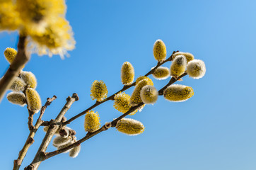 Fototapeta premium Willow fluffy buds bloomed in spring