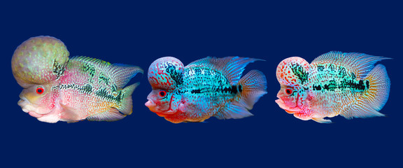 Beautiful fish flowerhorn cichlid isolated red pearl big hump head pet animal hobbyist on blue...