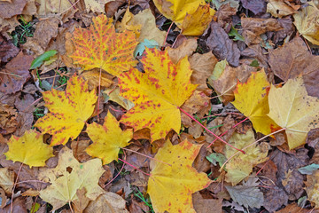 Carpet of leaves in a UK wood in autumn