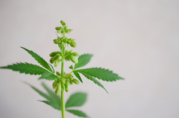Abstract, macro photo in natural lighting of male hemp plant. Male cannabis plant against white background. Plant close up with pollen sacs and little flowers. Male plant close up, intentional blur.  