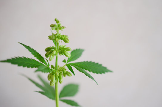 Abstract, macro photo in natural lighting of male hemp plant. Male cannabis plant against white background. Plant close up with pollen sacs and little flowers. Male plant close up, intentional blur.  
