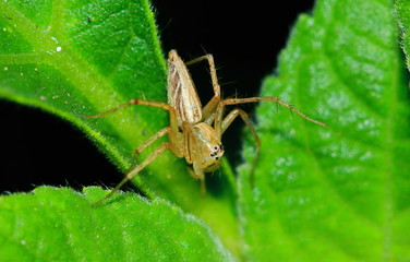 Macro Photography of Jumping Spider on Green Leaf