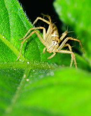 Macro Photography of Jumping Spider on Green Leaf