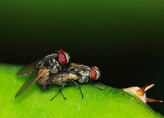 Small fly insects in macro photography on background