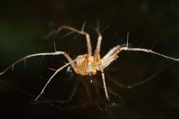 Macro Photography of Jumping Spider on Green Leaf