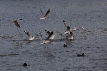 Seagull in full flight over a park lake in Melbourne Australia