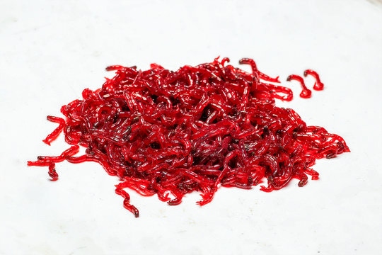 bloodworm is a mosquito larva. Good food for aquarium fish and fishing