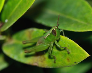 Naklejka premium green grasshopper is masked among green leaves in sunny