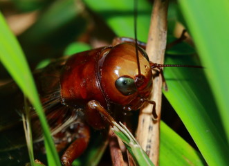 Nature Scene of giant cricket in garden