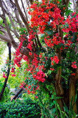 Beautiful bush of pink blooming bougainvillea in a tropical park, Orlando, Florida, USA