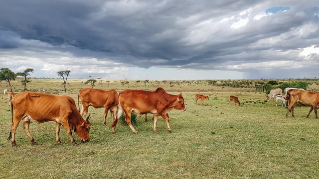 Masai Mara Tribe Cattle - Kenya 