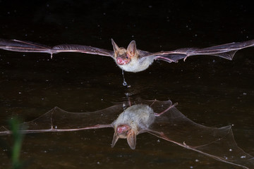 Bechsteins Bat Drinking