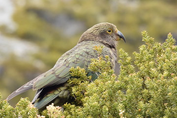 ニュージーランドの野鳥 