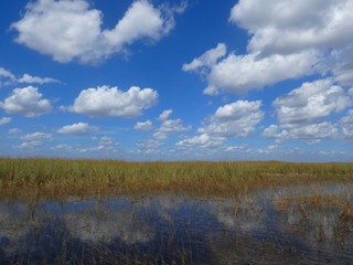 Panorama of the Everglades