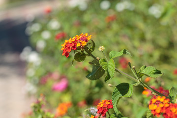 Yellow, Orange and Red Flower Lantana Camara: Beautiful Flowering Plant