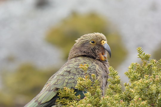 ニュージーランドの野鳥 "キア"。ミヤマオウム。マウントクック。Kea parrot on a tree at Mt. Cook area, New Zealand