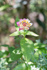 Pink, Violet and Yellow Flower Lantana Camara: Beautiful Flowering Plant