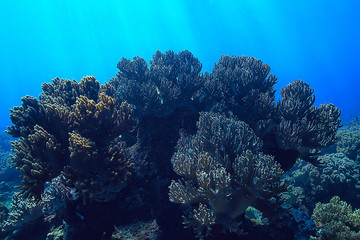 coral reef underwater / sea coral lagoon, ocean ecosystem