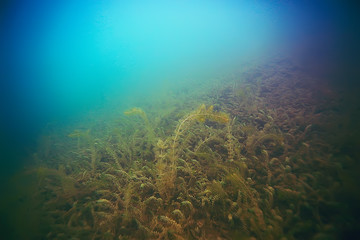 Naklejka na ściany i meble Alga underwater landscape world freshwater pond