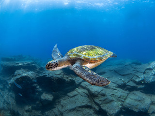 Obraz na płótnie Canvas Wide angle shoot of a green turtle in the blue water of Tenerife (Canary Island)