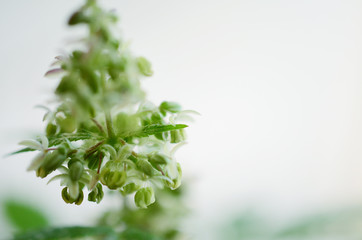 Abstract, macro photo in natural lighting of male hemp plant. Male cannabis plant against white background. Plant close up with pollen sacs and little flowers. Male plant close up, intentional blur.  