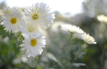 white daisies in nature