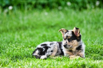 dog on grass, photo as a background , australian german shepard sheperd dog
