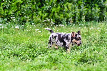 dog on grass, photo as a background , australian german shepard sheperd dog