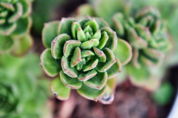 closeup of a plant, photo as a background , australian german shepard sheperd dog